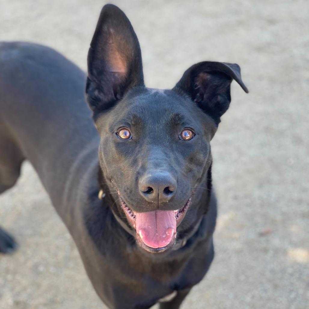Lola, Adoptable, Young Female Shepherd & Mixed Breed.
