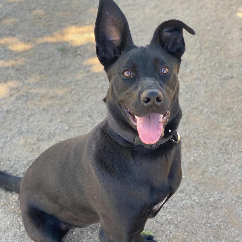 Enlarge Lola, a Adoptable mixed breed in Riverside, CA image 2/6