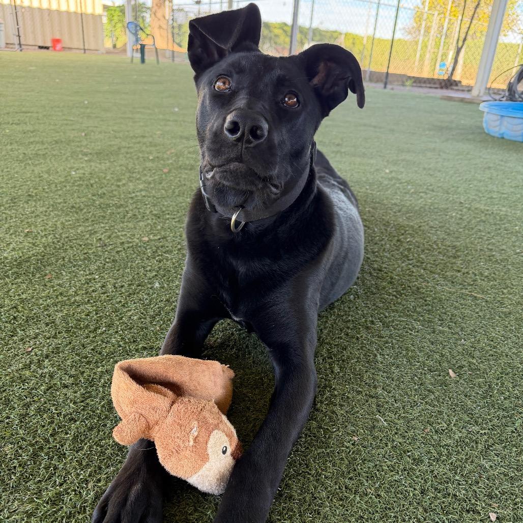 Enlarge Lola, a Adoptable mixed breed in Riverside, CA image 3/6