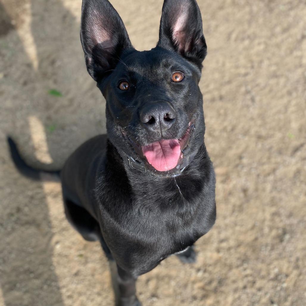 Enlarge Lola, a Adoptable mixed breed in Riverside, CA image 4/6