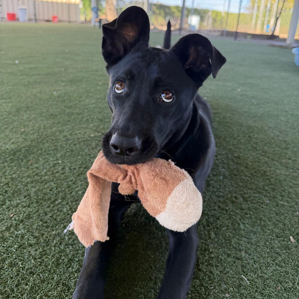 Enlarge Lola, a Adoptable mixed breed in Riverside, CA image 5/6