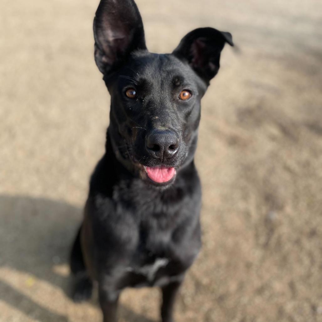 Enlarge Lola, a Adoptable mixed breed in Riverside, CA image 6/6