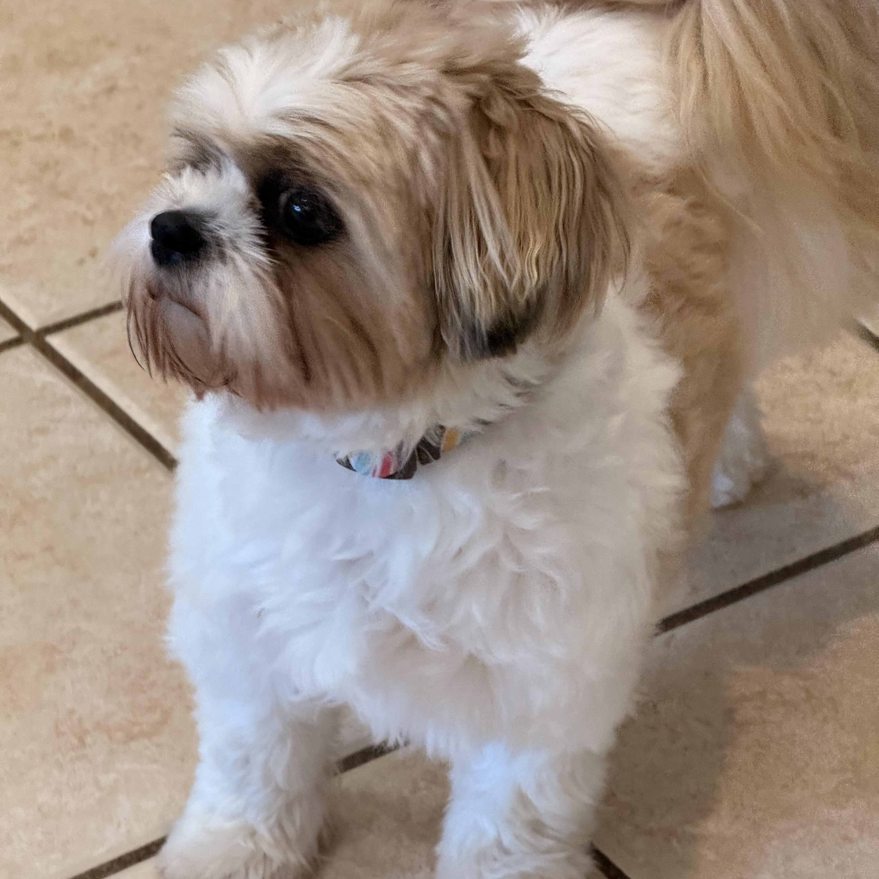 Enlarge Rayna (Dolly), a Adopted Shih Tzu in Texarkana, TX image 5/5