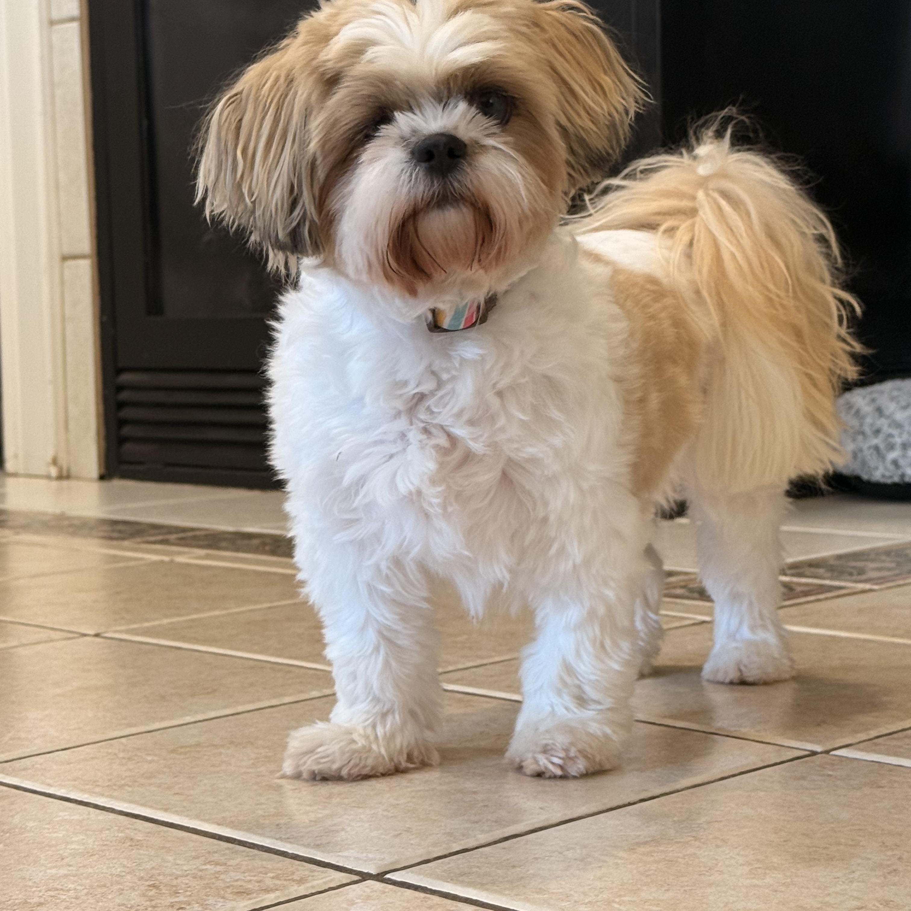 Enlarge Rayna (Dolly), a Adopted Shih Tzu in Texarkana, TX image 1/5