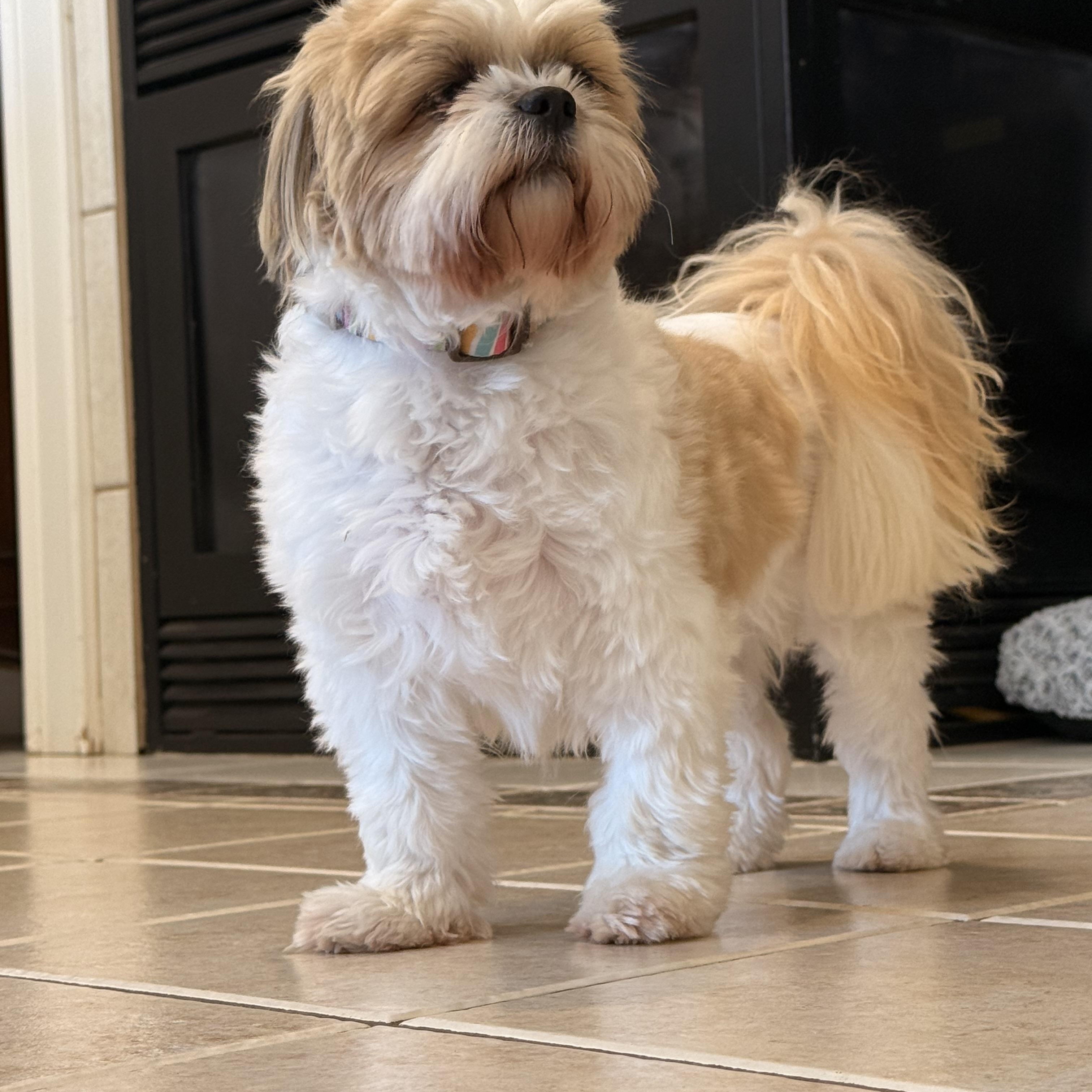 Enlarge Rayna (Dolly), a Adopted Shih Tzu in Texarkana, TX image 3/5