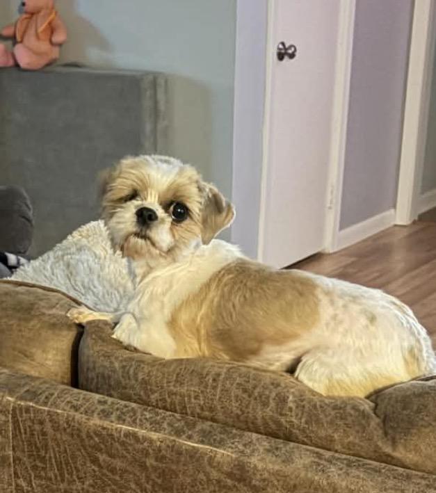 Rayna (Dolly), Adoptable, Adult Female Shih Tzu.