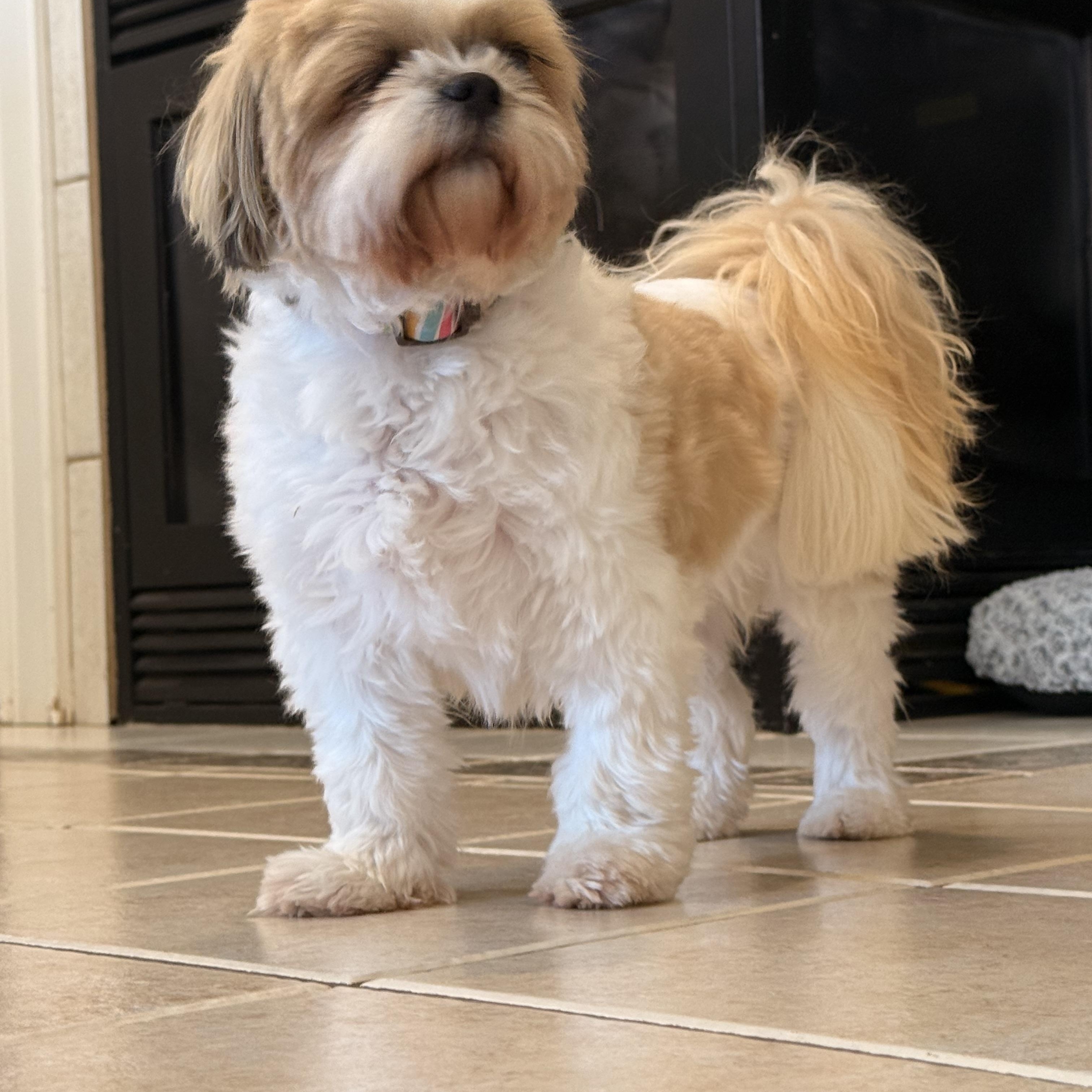 Enlarge Rayna (Dolly), a Adopted Shih Tzu in Texarkana, TX image 4/5