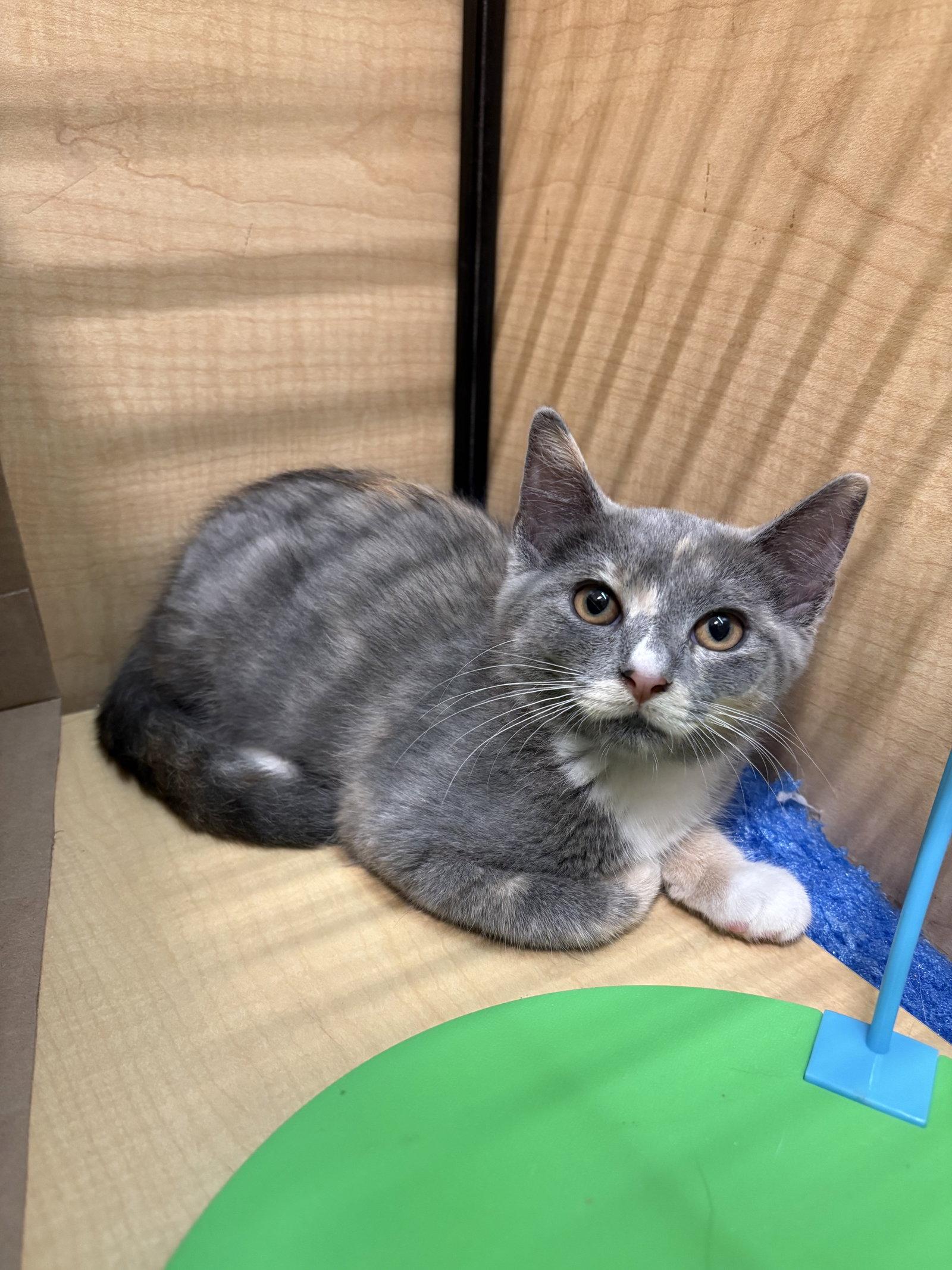 Shauna, Adopted, Kitten Female Domestic Short Hair & Tortoiseshell.