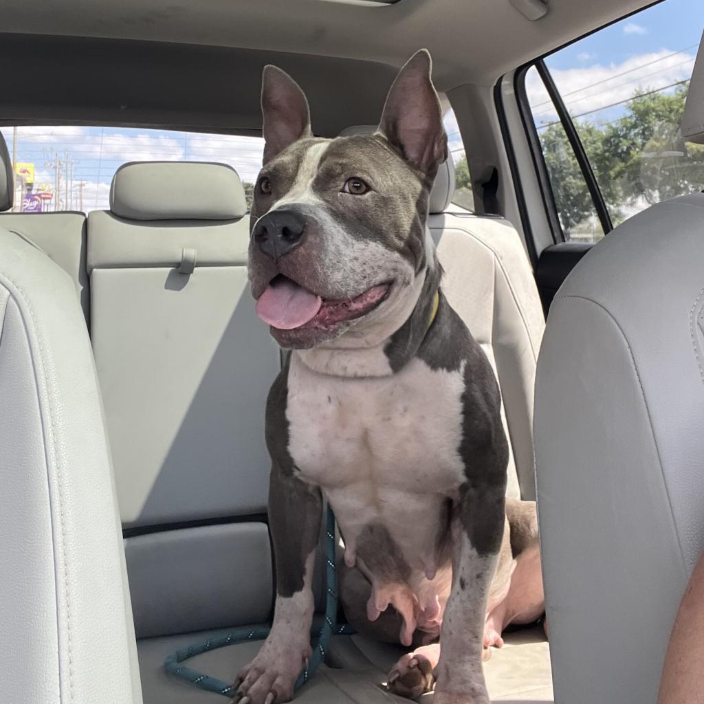 Lady Jane, Adoptable, Adult Female Pit Bull Terrier.