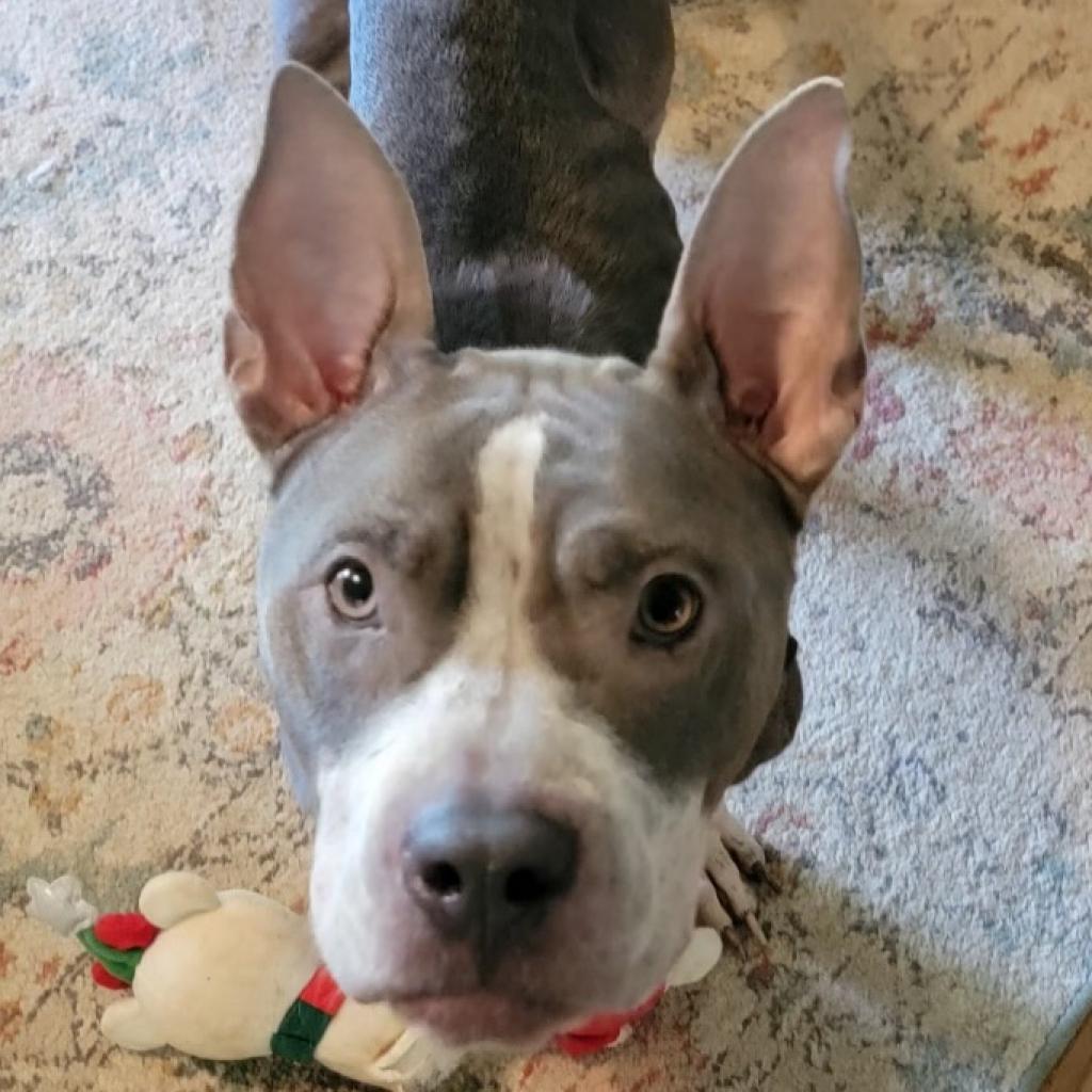 Enlarge Lady Jane, a Adoptable Pit Bull Terrier in Goodlettsville, TN image 2/6