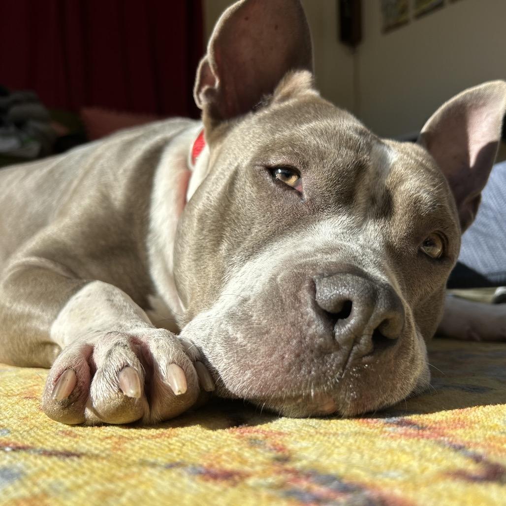 Enlarge Lady Jane, a Adoptable Pit Bull Terrier in Goodlettsville, TN image 3/6