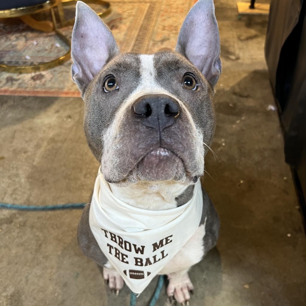 Enlarge Lady Jane, a Adoptable Pit Bull Terrier in Goodlettsville, TN image 4/6