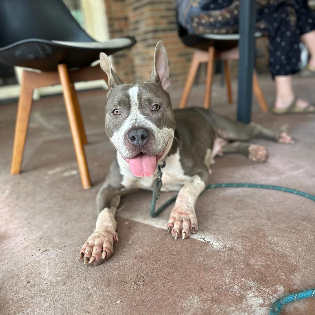 Enlarge Lady Jane, a Adoptable Pit Bull Terrier in Goodlettsville, TN image 5/6