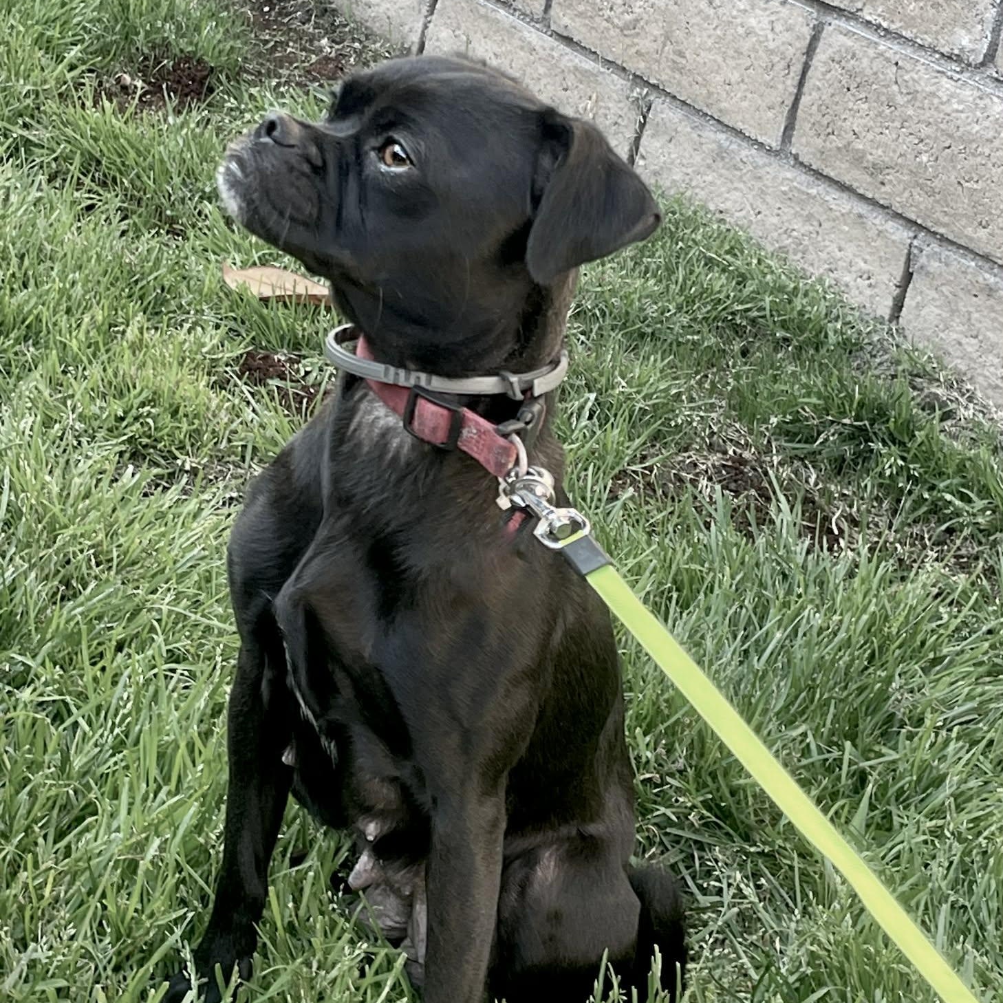 Enlarge Raven , an adoptable mixed breed in Seal Beach, CA image 2/6