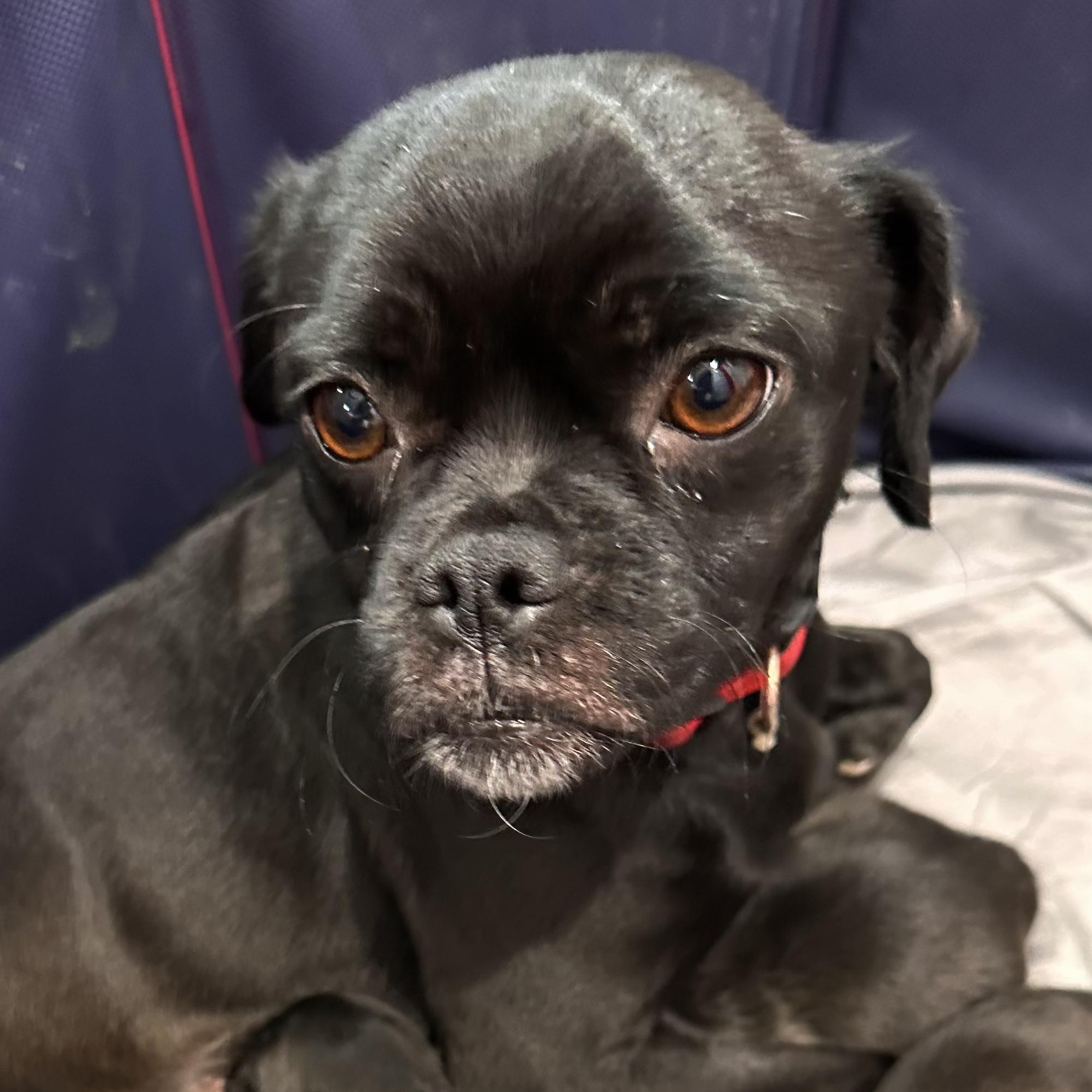 Enlarge Raven , an adoptable mixed breed in Seal Beach, CA image 4/6