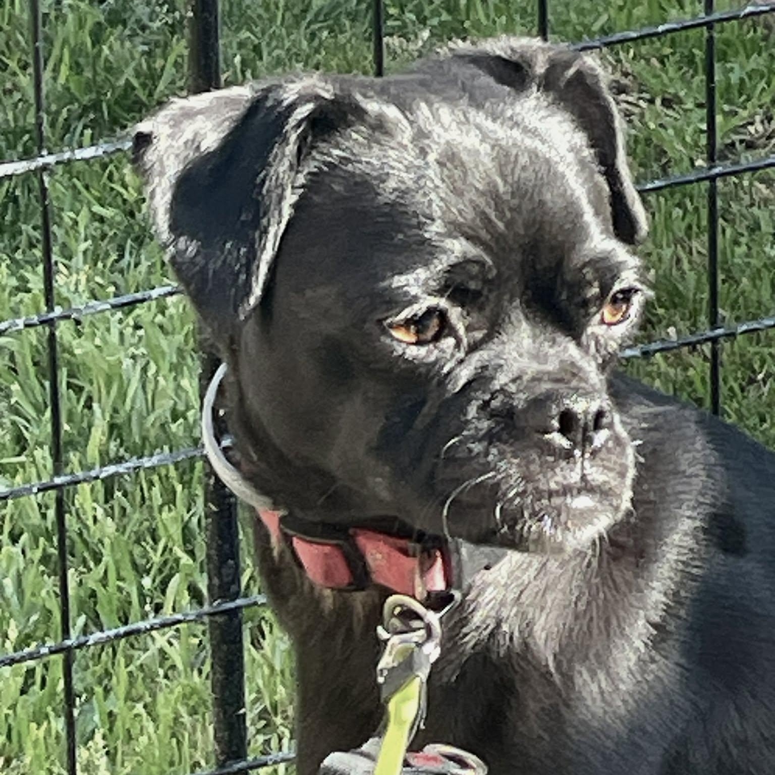 Raven , adoptable, Adult Female Pug & Terrier.