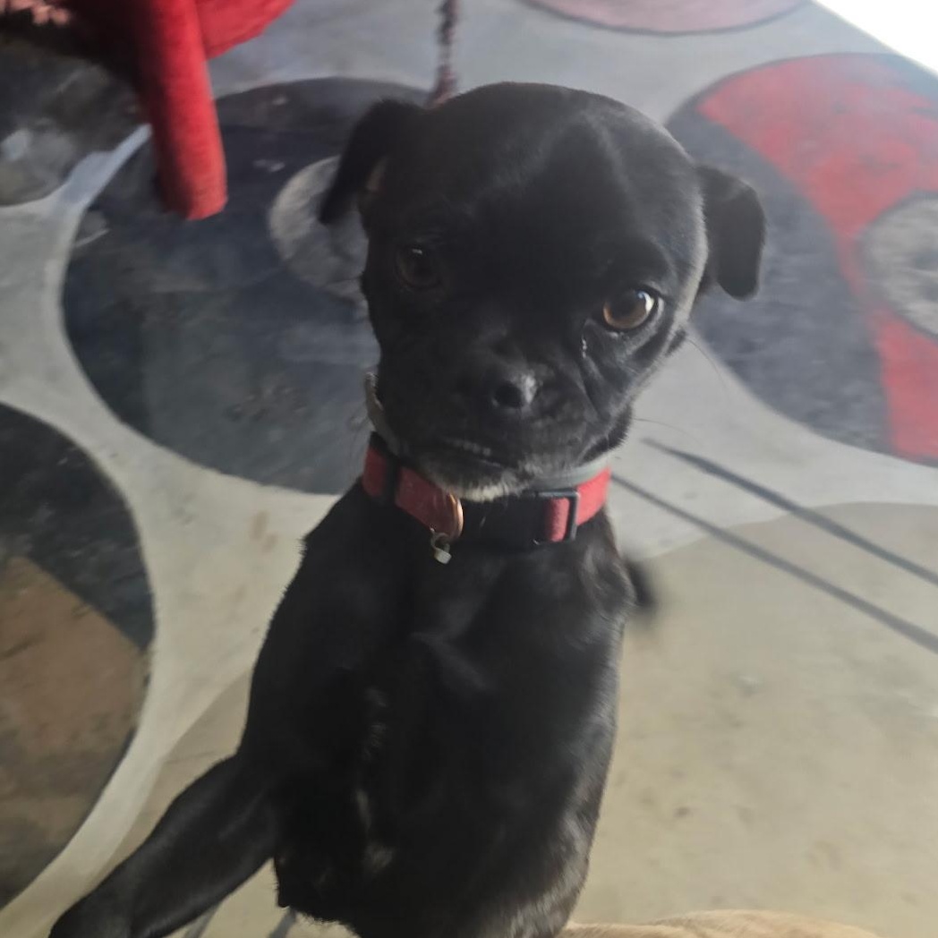 Enlarge Raven , an adoptable mixed breed in Seal Beach, CA image 5/6