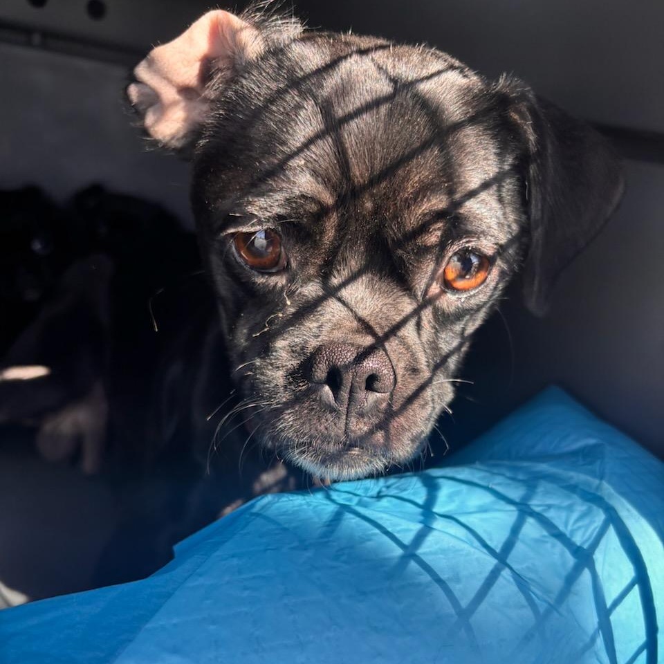 Enlarge Raven , an adoptable mixed breed in Seal Beach, CA image 3/6