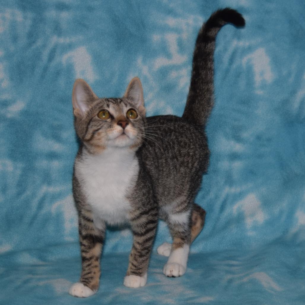 Fauna, Adoptable, Kitten Female Domestic Short Hair.