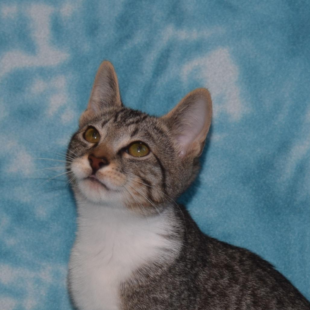 Enlarge Fauna, a Adoptable Domestic Short Hair in Eureka, CA image 2/3