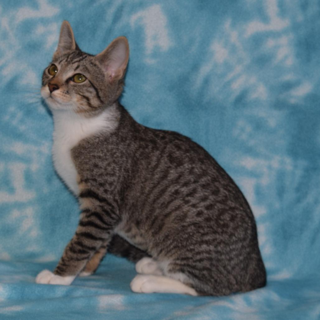 Enlarge Fauna, a Adoptable Domestic Short Hair in Eureka, CA image 3/3