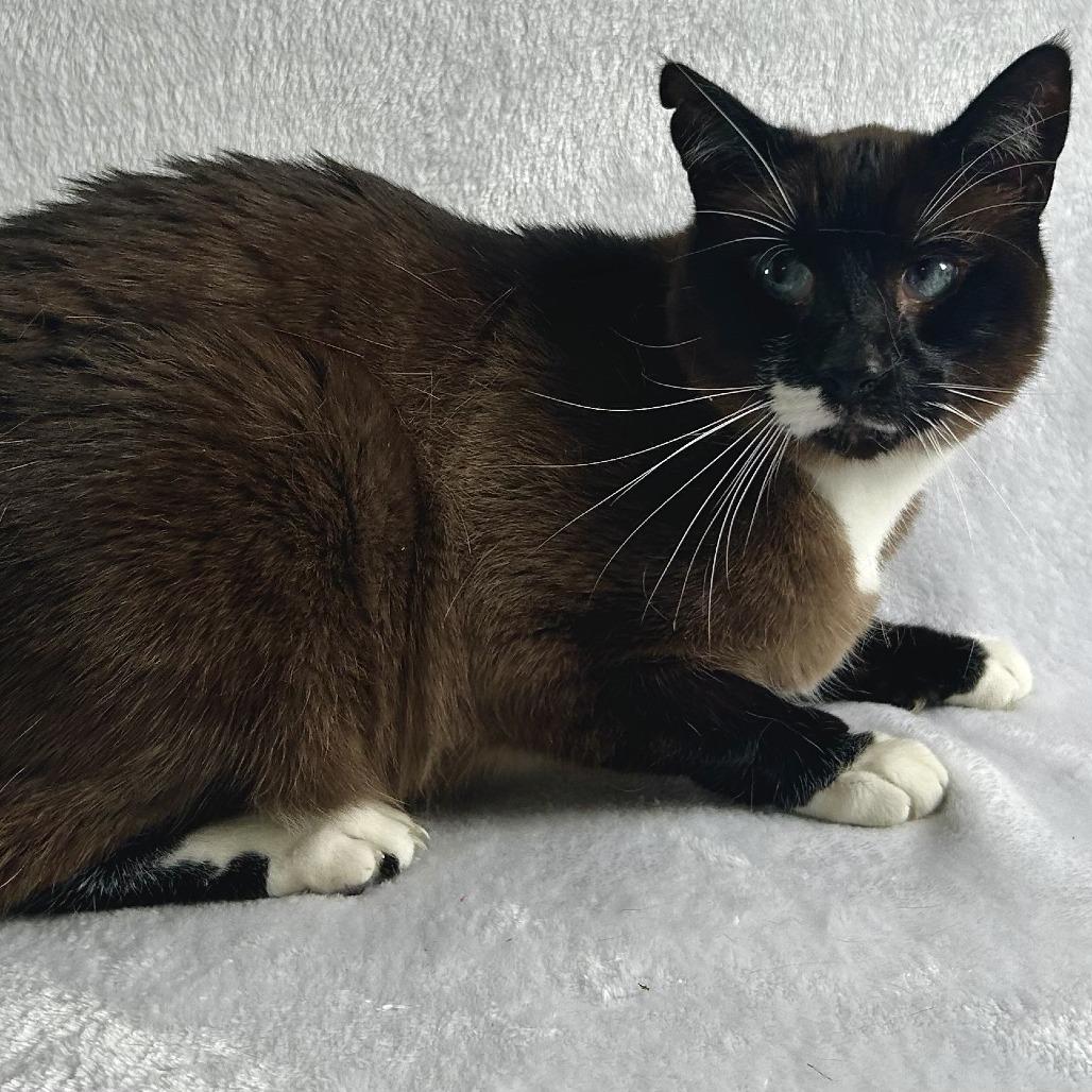 Enlarge Ryuk, a Adoptable mixed breed in Johnson City, TN image 3/4