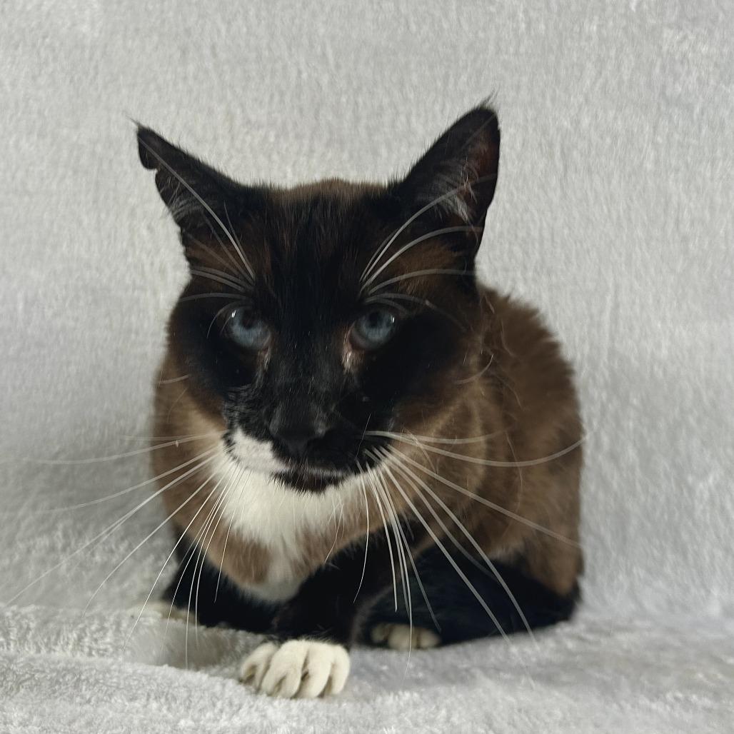 Enlarge Ryuk, a Adoptable mixed breed in Johnson City, TN image 4/4