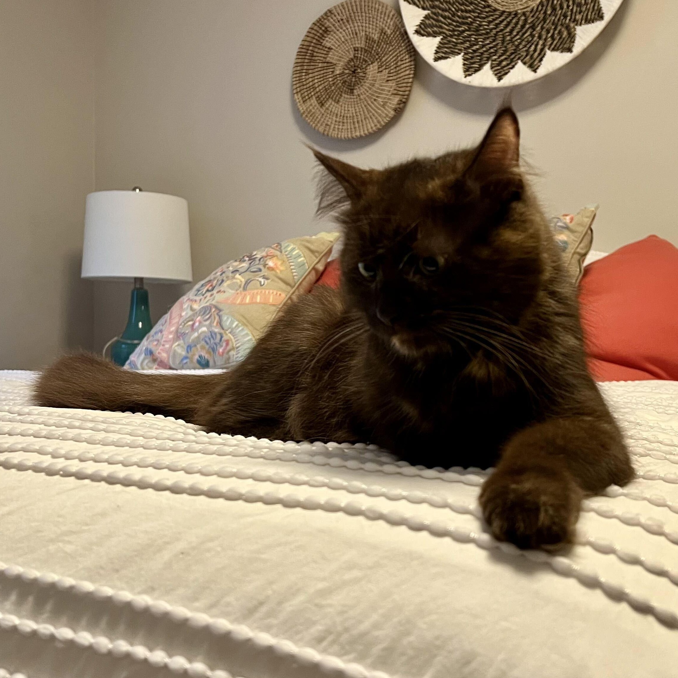 Enlarge Lizzy & Affogato, a Adopted Domestic Short Hair in Waltham, MA image 2/6