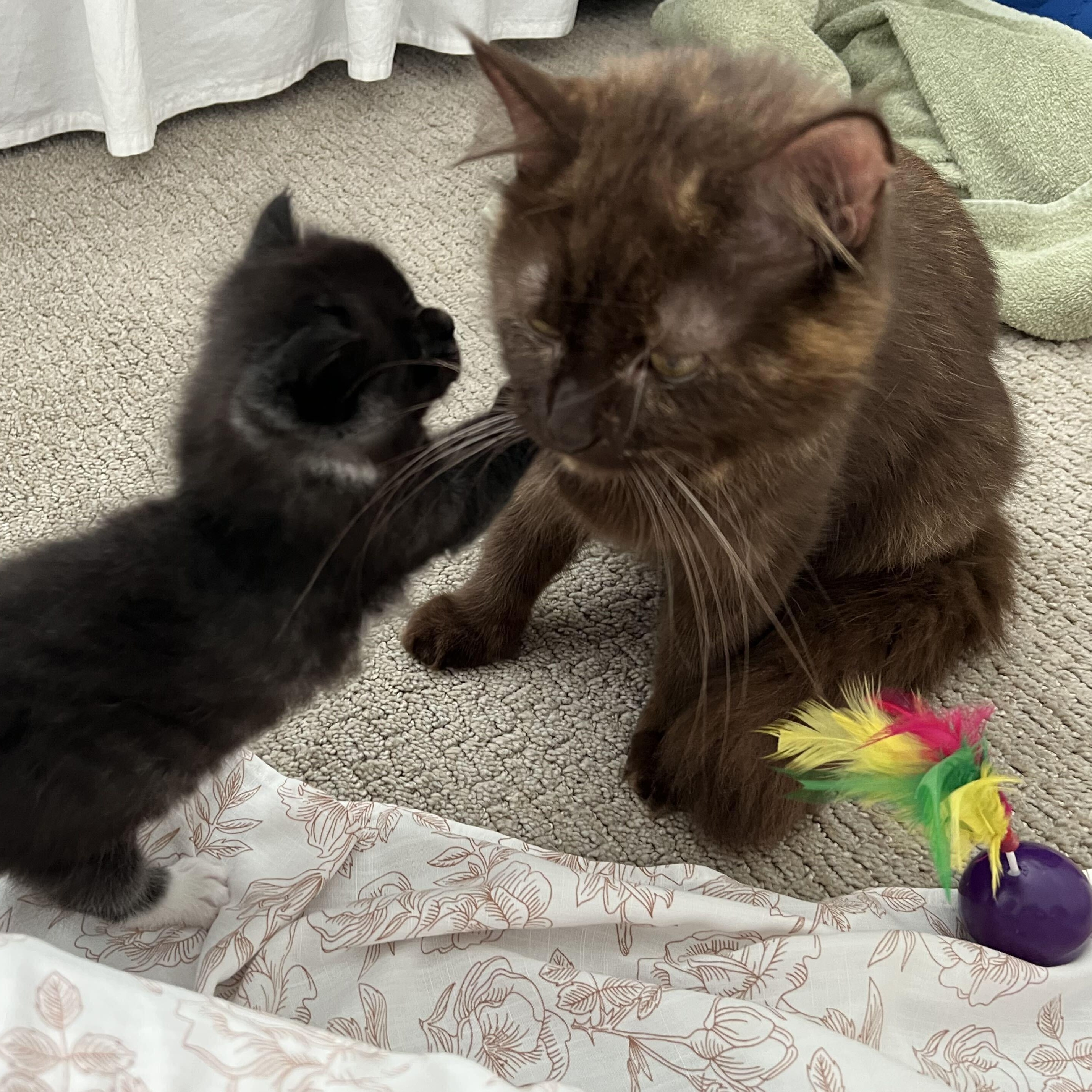 Lizzy & Affogato, Adopted, Kitten Male Domestic Short Hair.