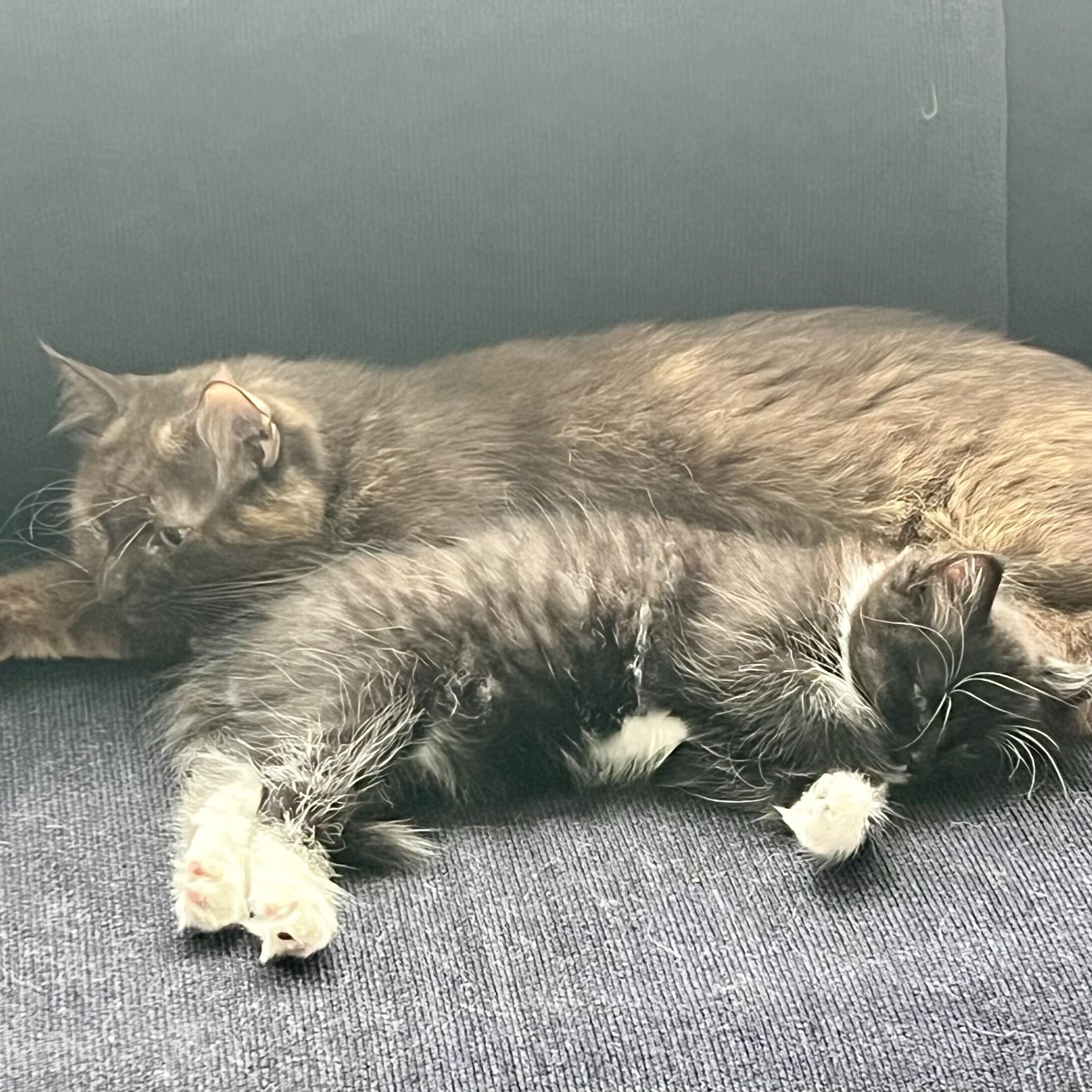 Enlarge Lizzy & Affogato, a Adopted Domestic Short Hair in Waltham, MA image 4/6