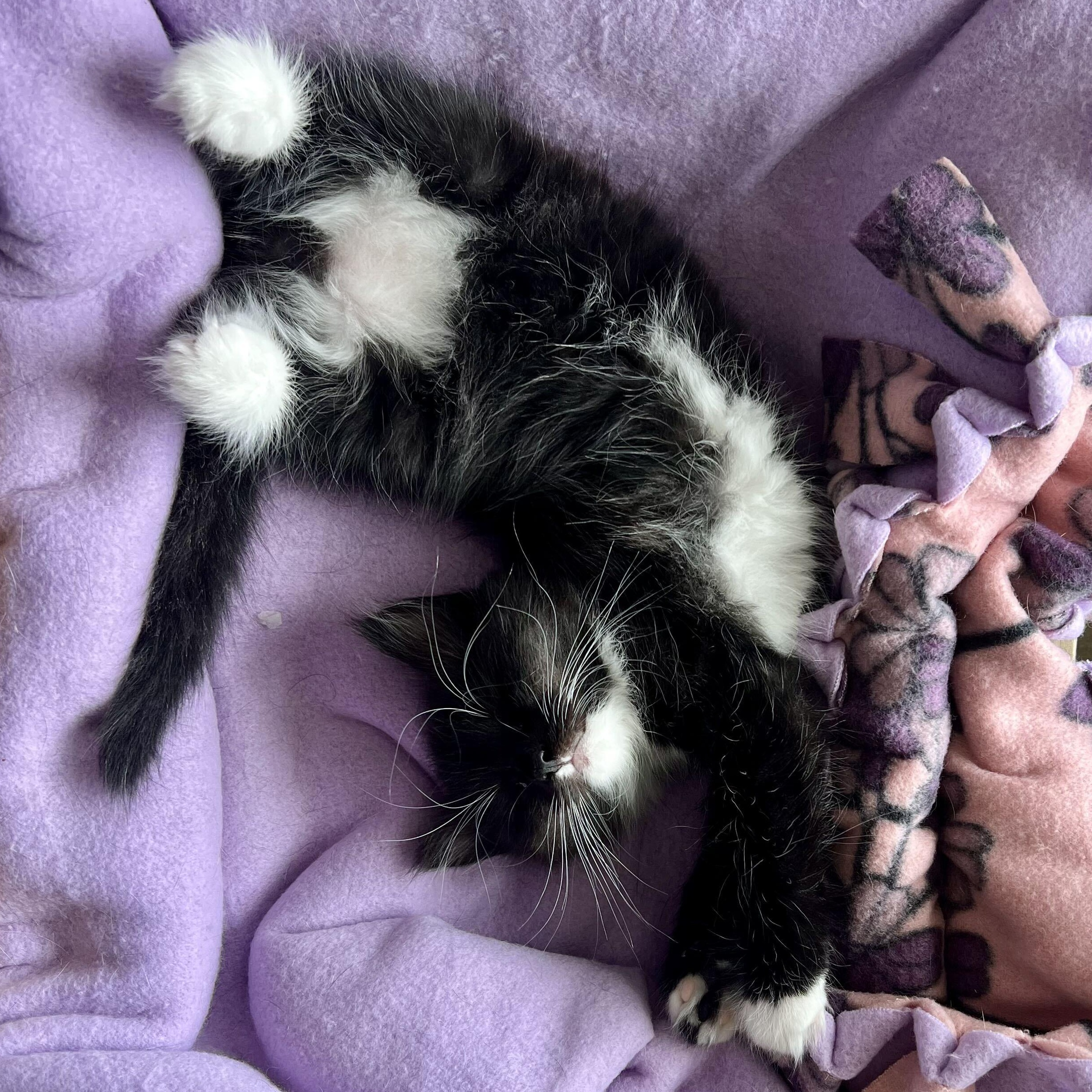 Enlarge Lizzy & Affogato, a Adopted Domestic Short Hair in Waltham, MA image 6/6