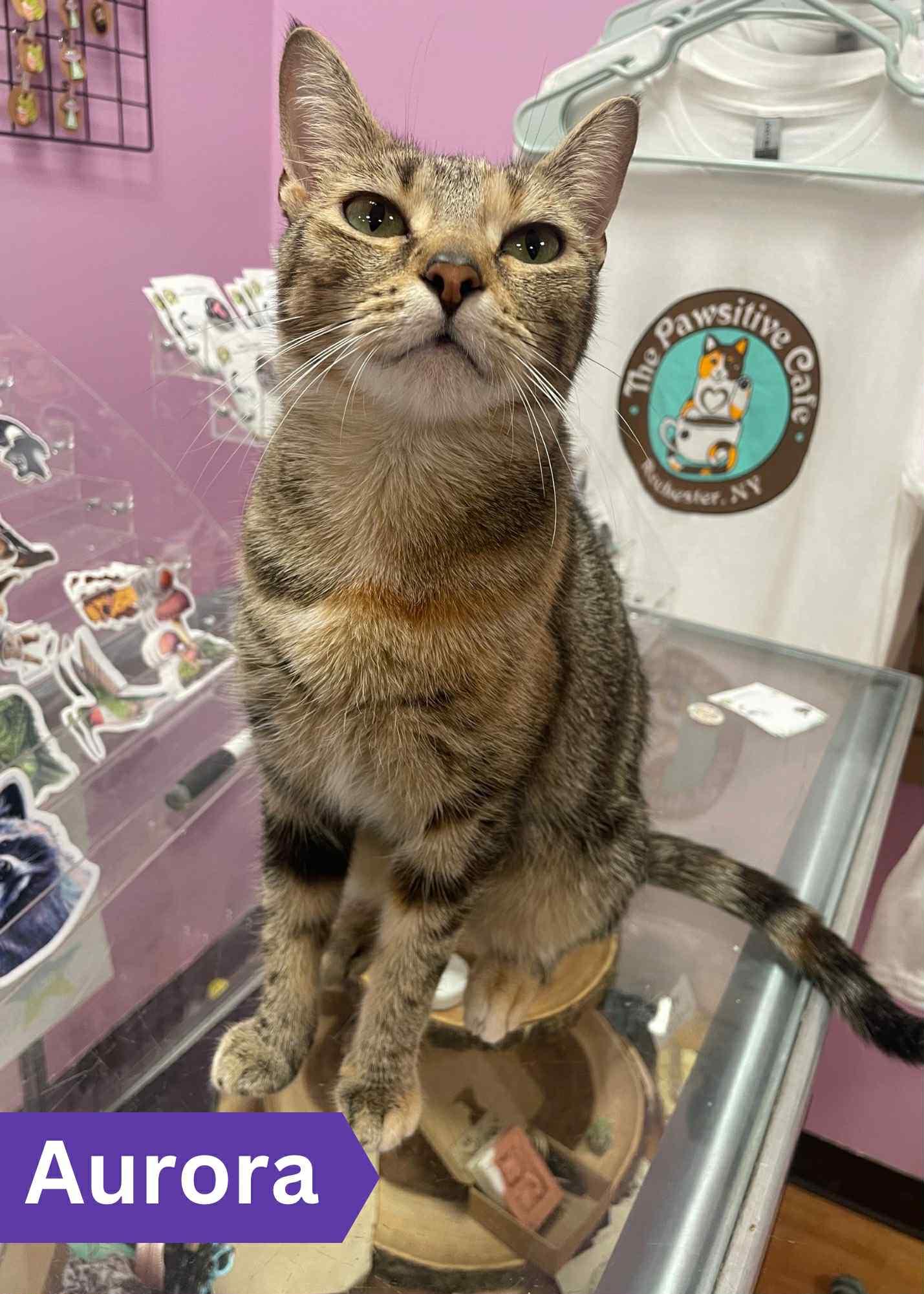 Aurora, Adoptable, Adult Female Domestic Short Hair.