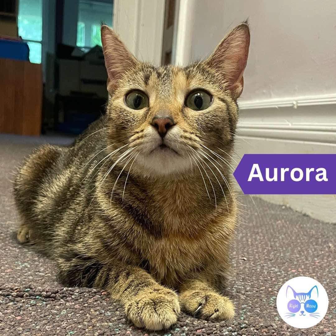 Enlarge Aurora, a Adoptable Domestic Short Hair in Penfield, NY image 2/6