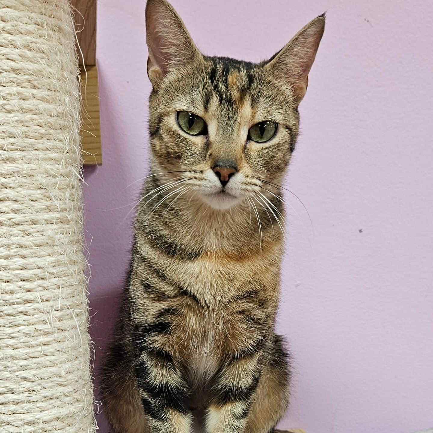 Enlarge Aurora, a Adoptable Domestic Short Hair in Penfield, NY image 3/6