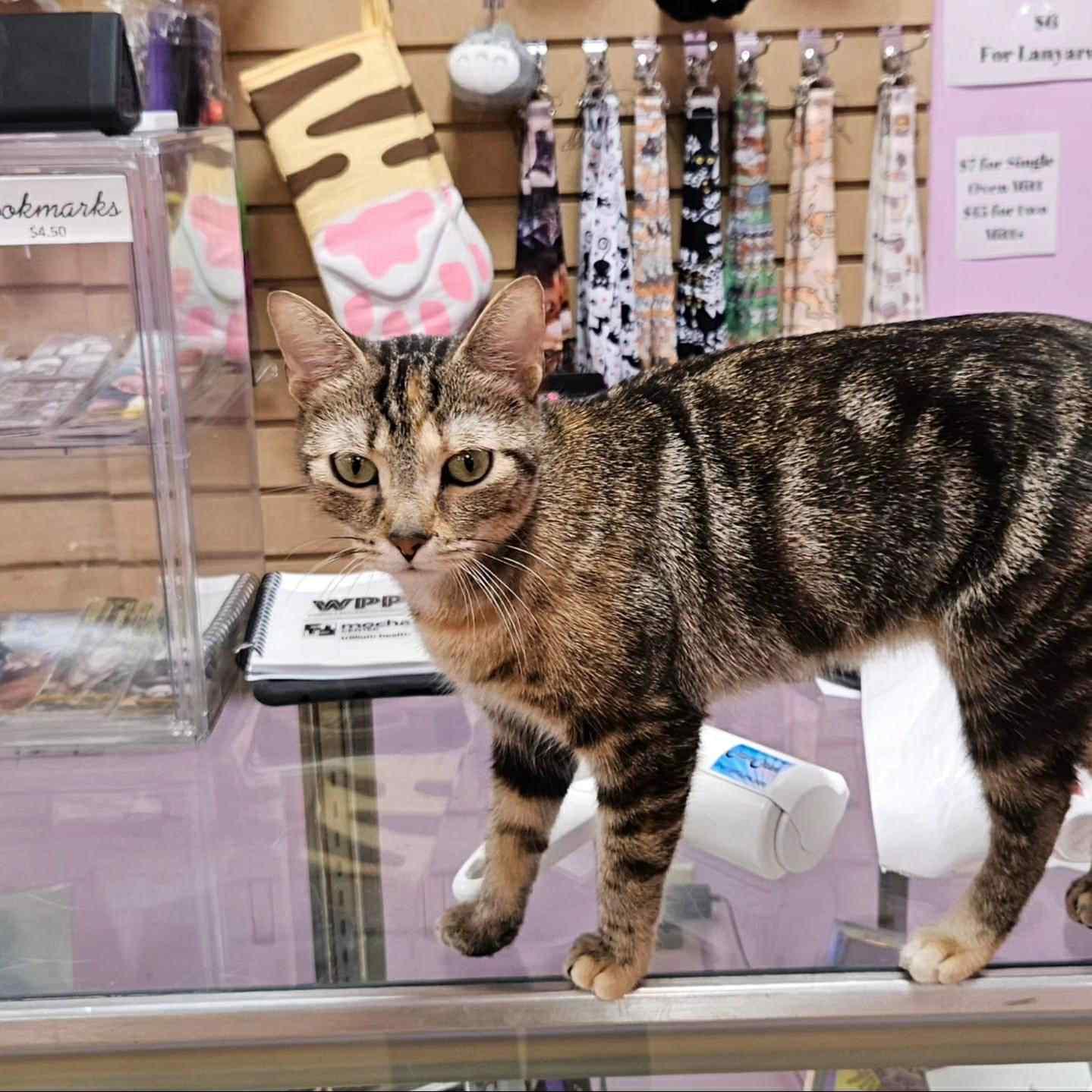 Enlarge Aurora, a Adoptable Domestic Short Hair in Penfield, NY image 4/6