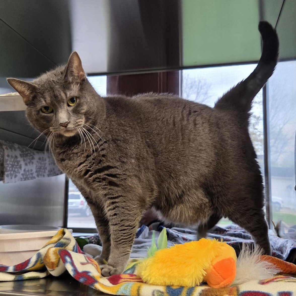 Enlarge Reba, a ADOPTABLE Domestic Short Hair in Midland, MI image 1/1