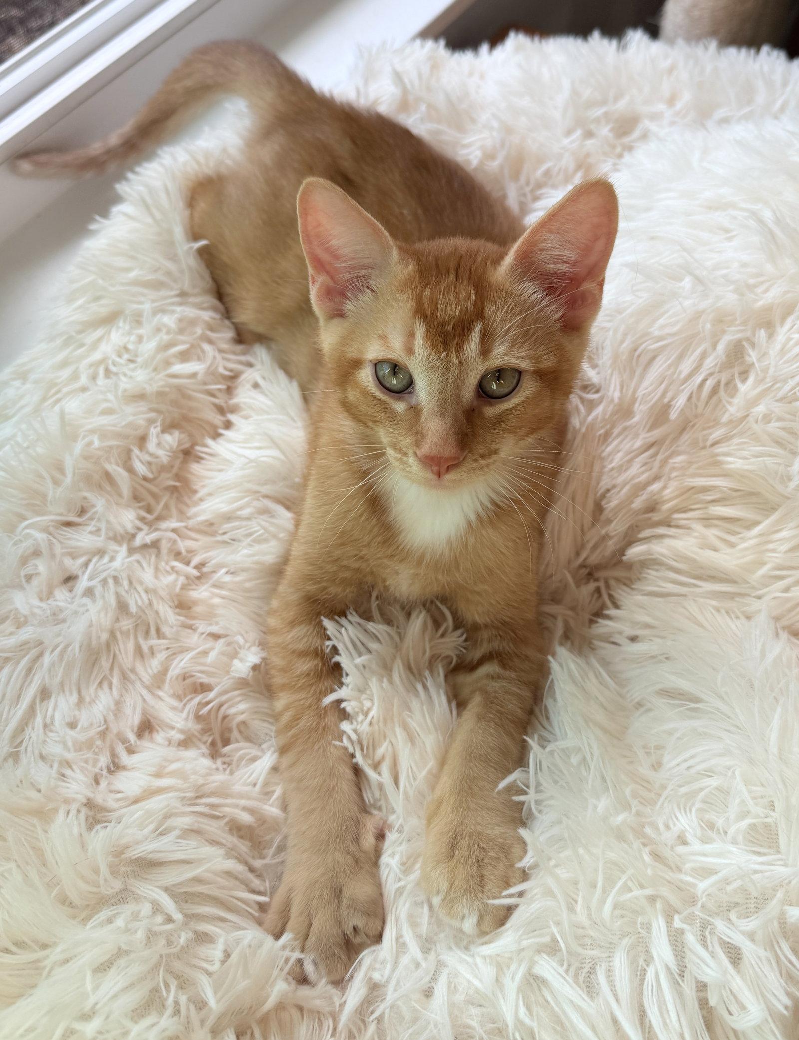 Sasha & Tiger, Adopted, Kitten Male Domestic Short Hair.