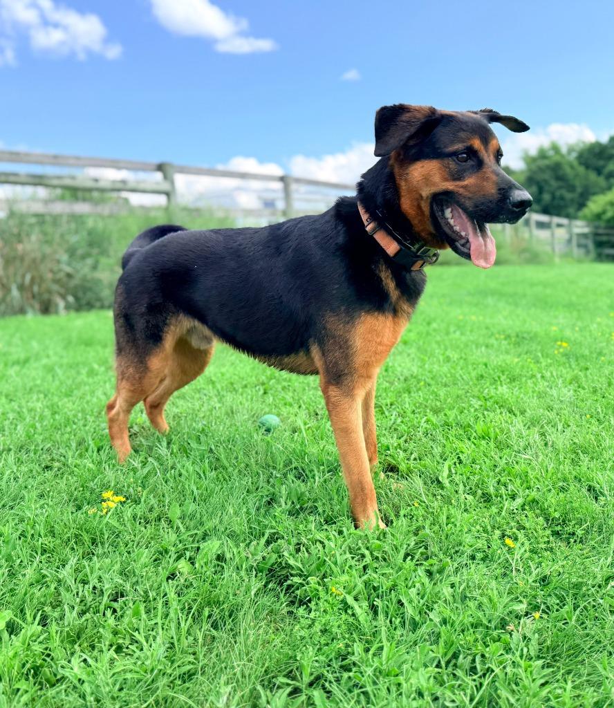 Tazy, Adoptable, Young Male Mixed Breed & Shepherd.