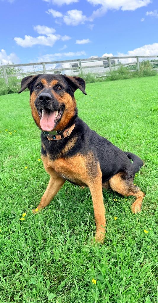 Enlarge Tazy, a Adoptable mixed breed in Hudson, NY image 2/6