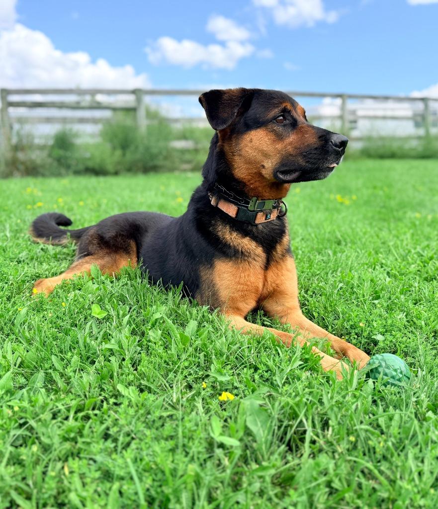 Enlarge Tazy, a Adoptable mixed breed in Hudson, NY image 3/6