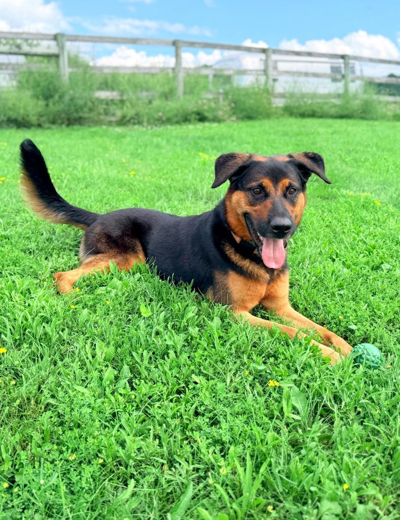 Enlarge Tazy, a Adoptable mixed breed in Hudson, NY image 6/6