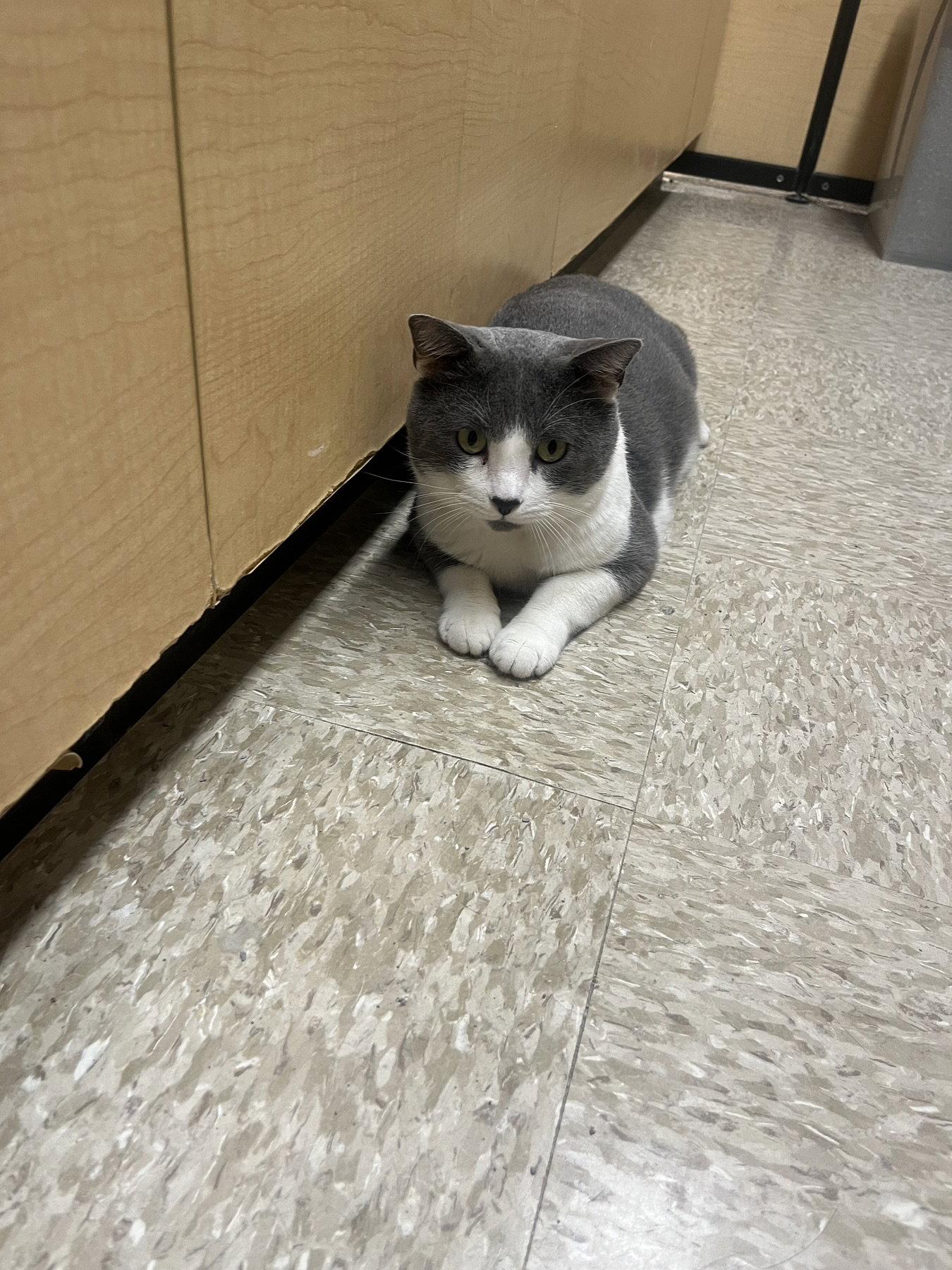 Byrdie & Mickle (bonded pair), a Adoptable Domestic Short Hair in Wheaton, IL image 1/3