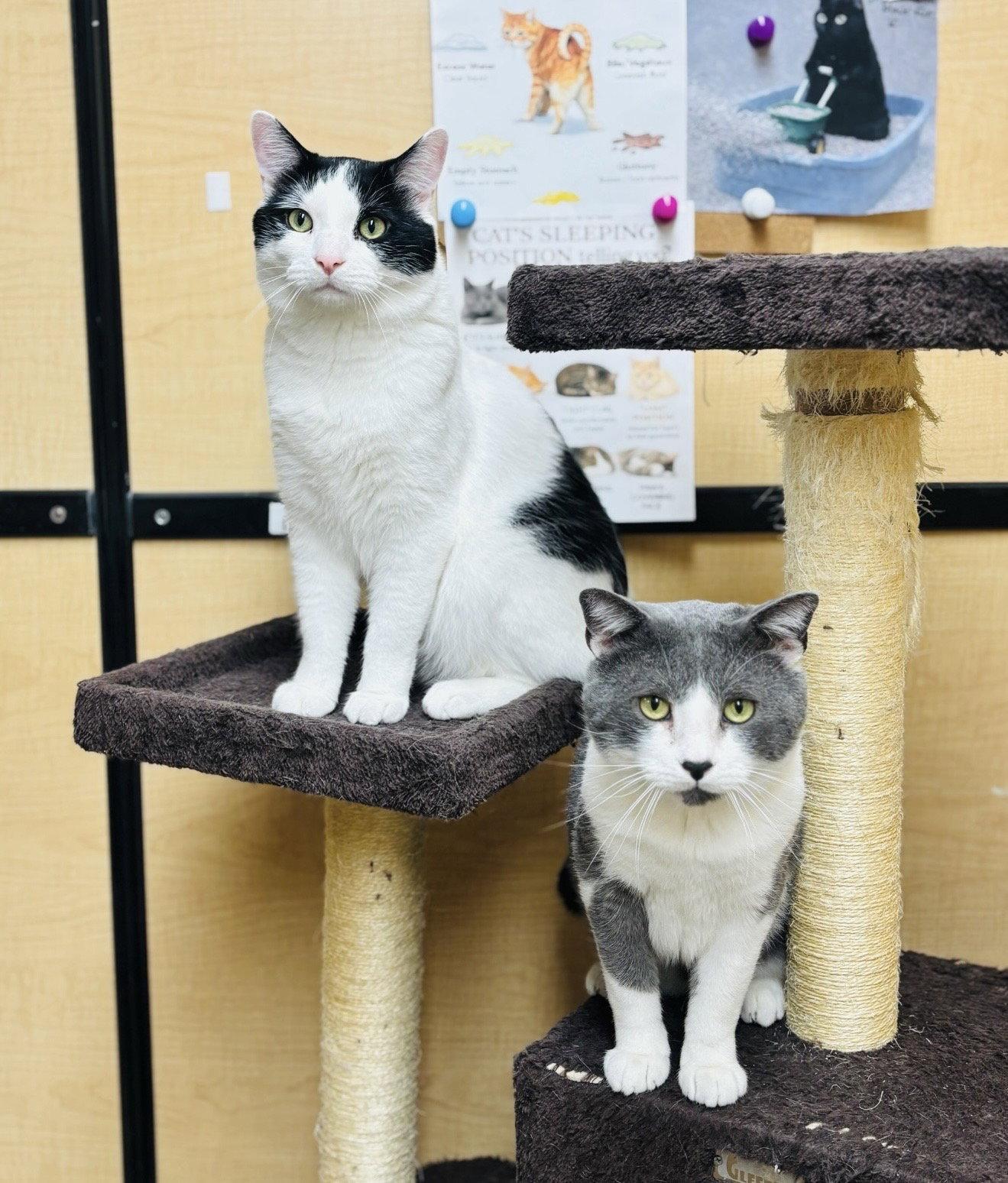 Byrdie & Mickle (bonded pair), a Adoptable Domestic Short Hair in Wheaton, IL image 2/3