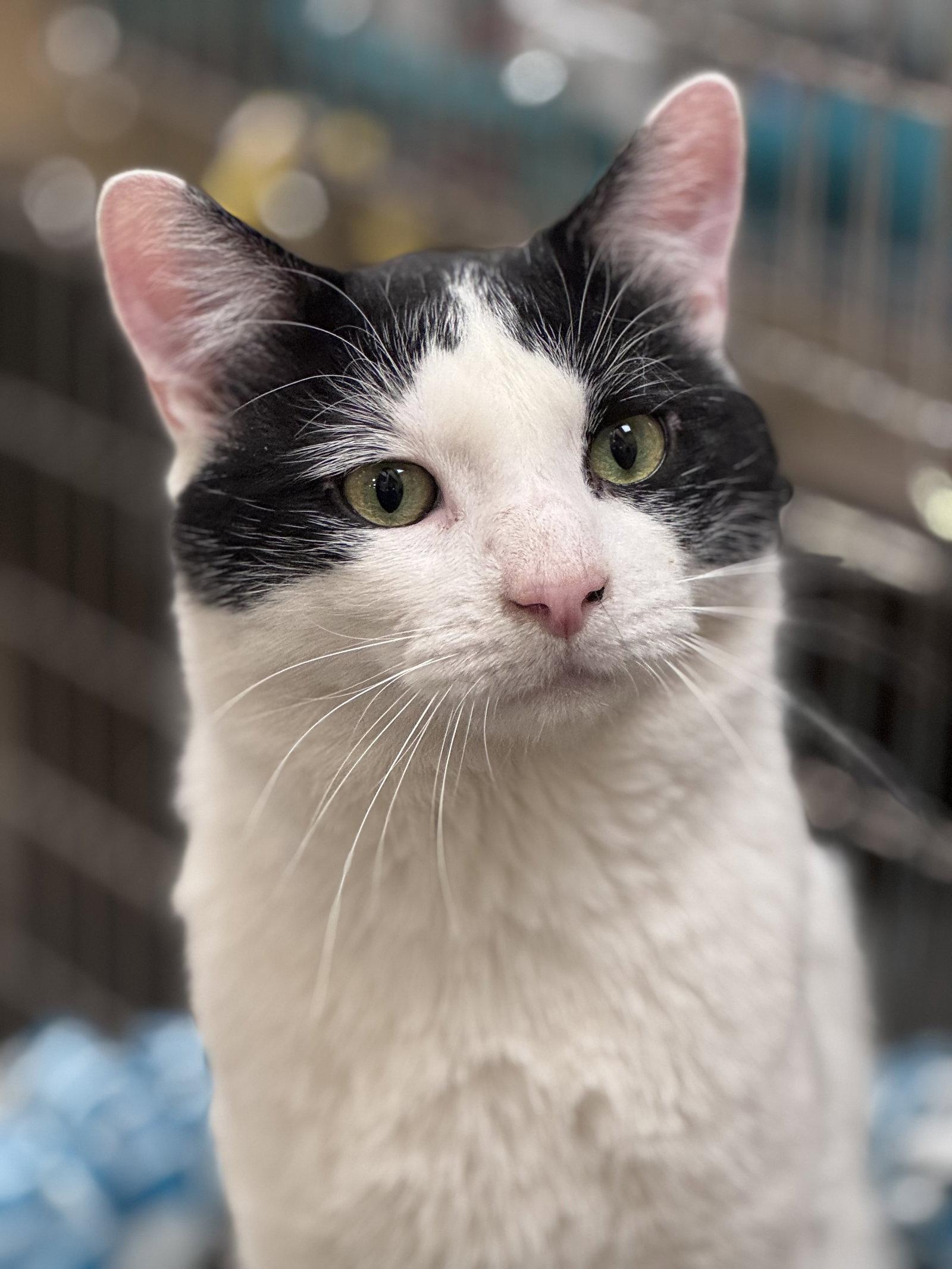 Byrdie & Mickle (bonded pair), a Adoptable Domestic Short Hair in Wheaton, IL image 3/3