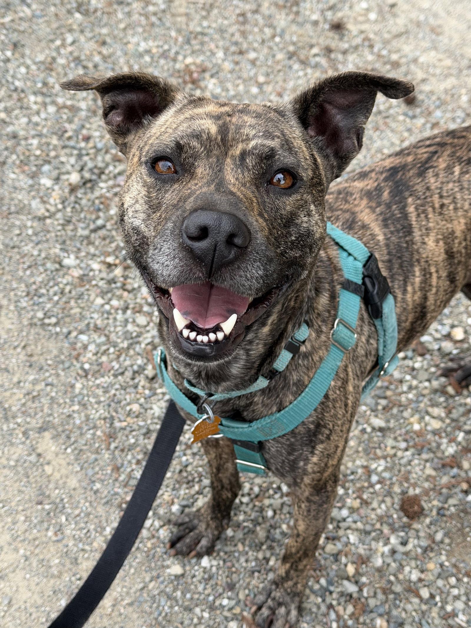 Pixie, Adoptable, Adult Female Pit Bull Terrier.