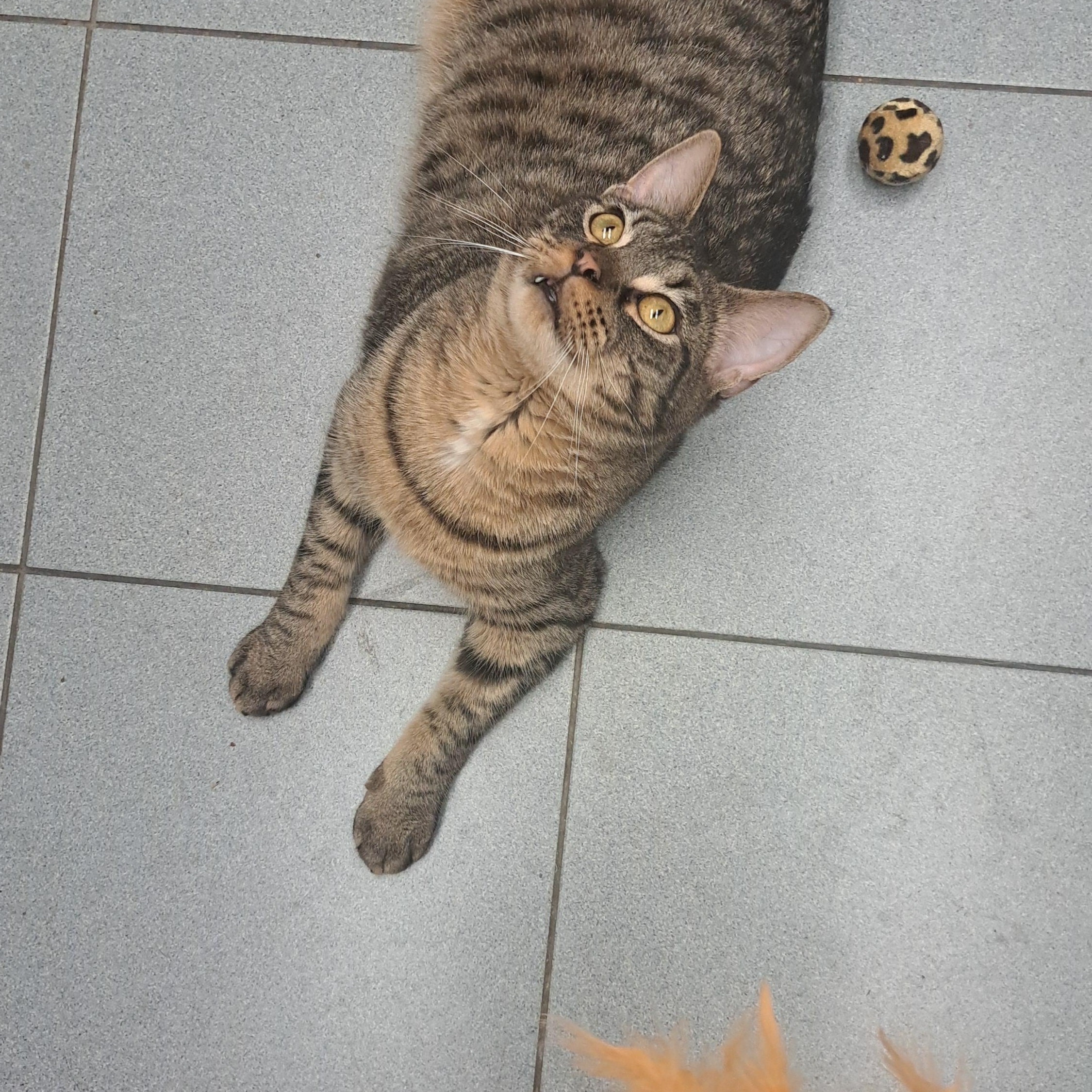 Enlarge Purr Pacino, a Adoptable Tabby in Buffalo, NY image 2/2