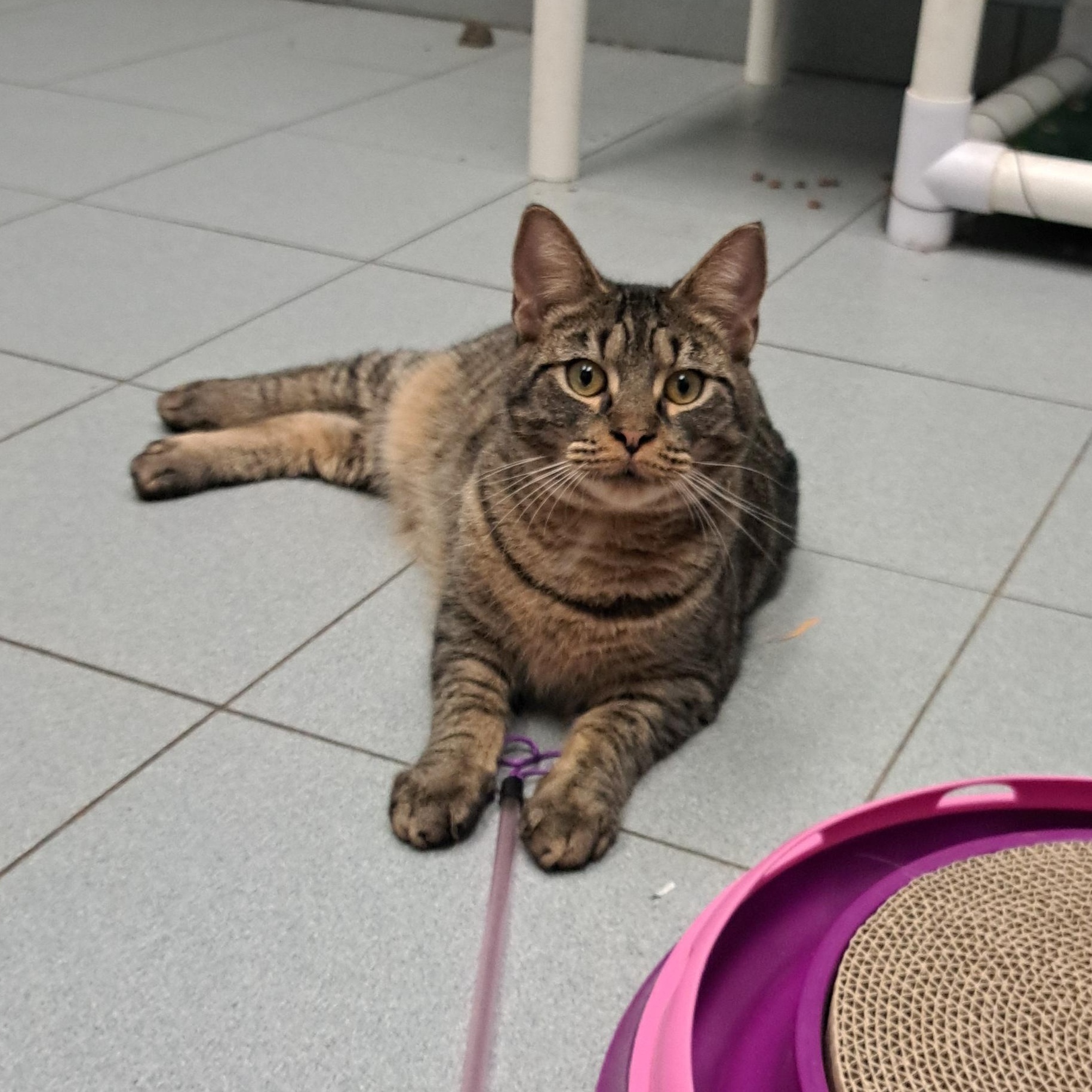 Purr Pacino, Adoptable, Young Male Tabby.