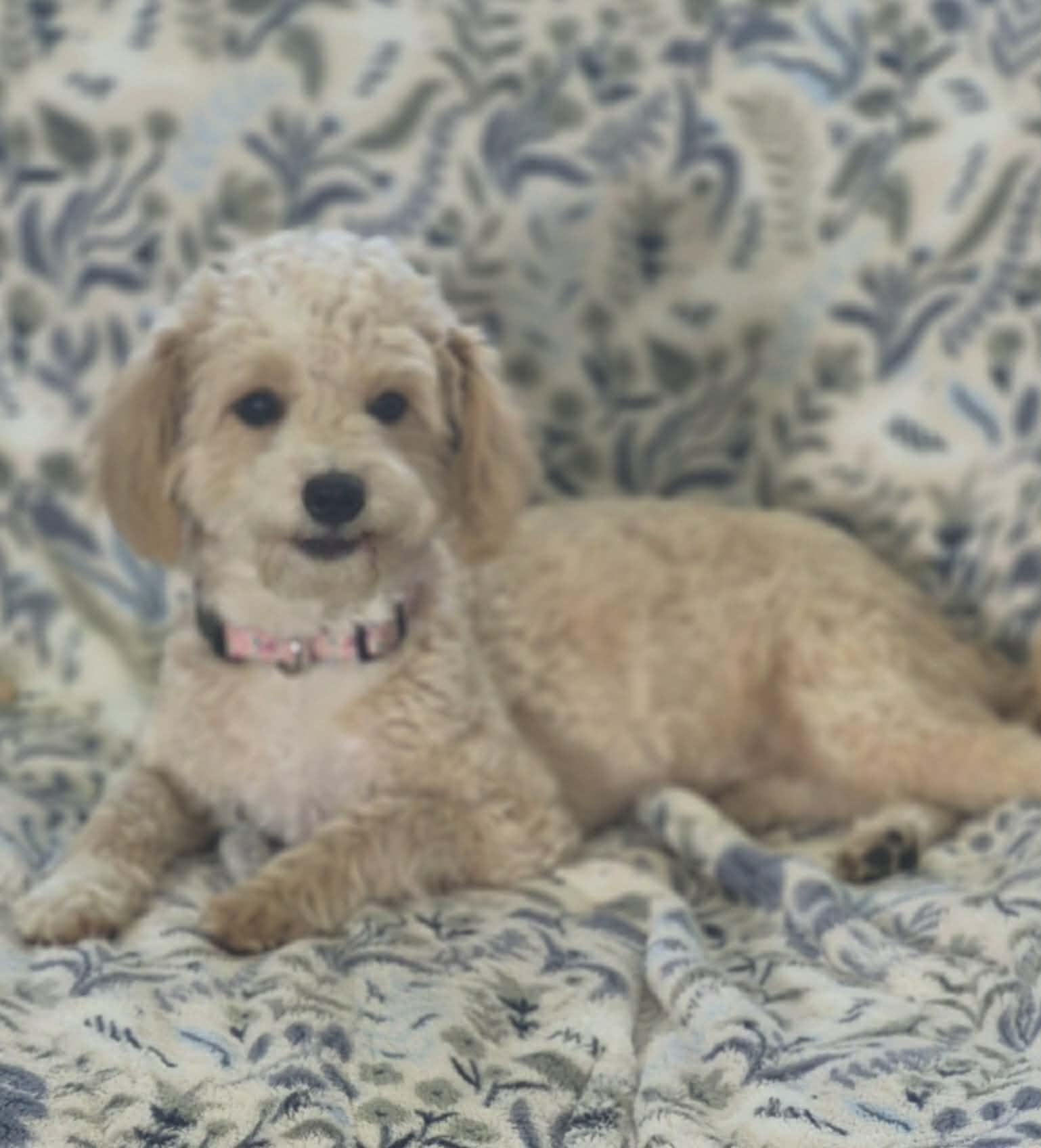 Belle, an adopted mixed breed in BALTIMORE, MD image 2/6