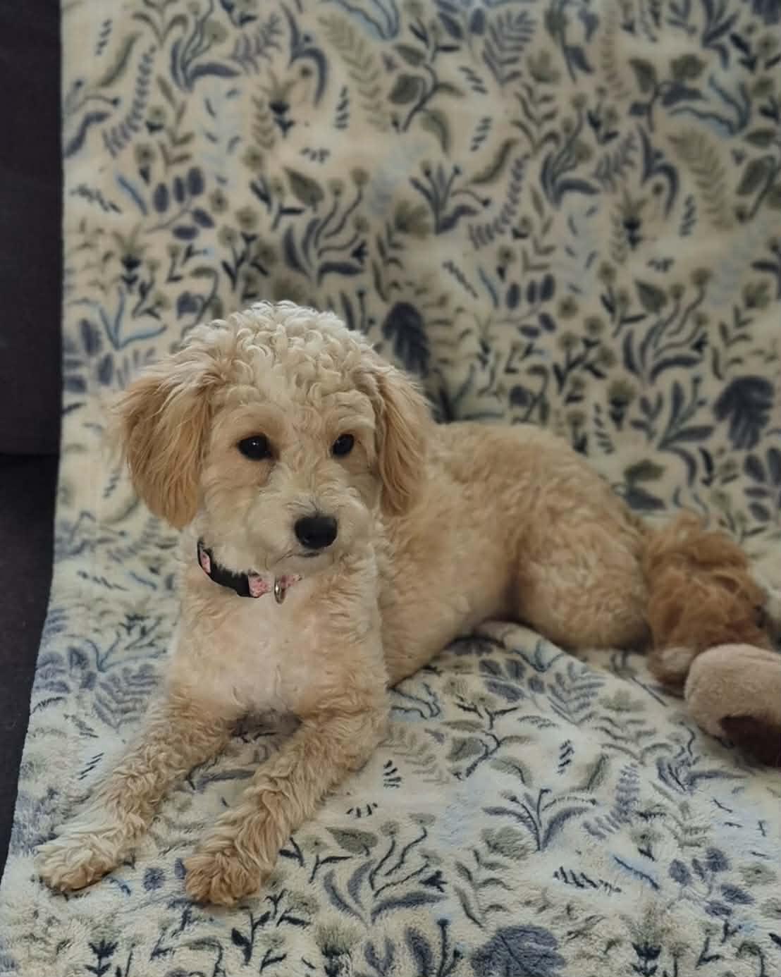 Belle, an adopted mixed breed in BALTIMORE, MD image 4/6