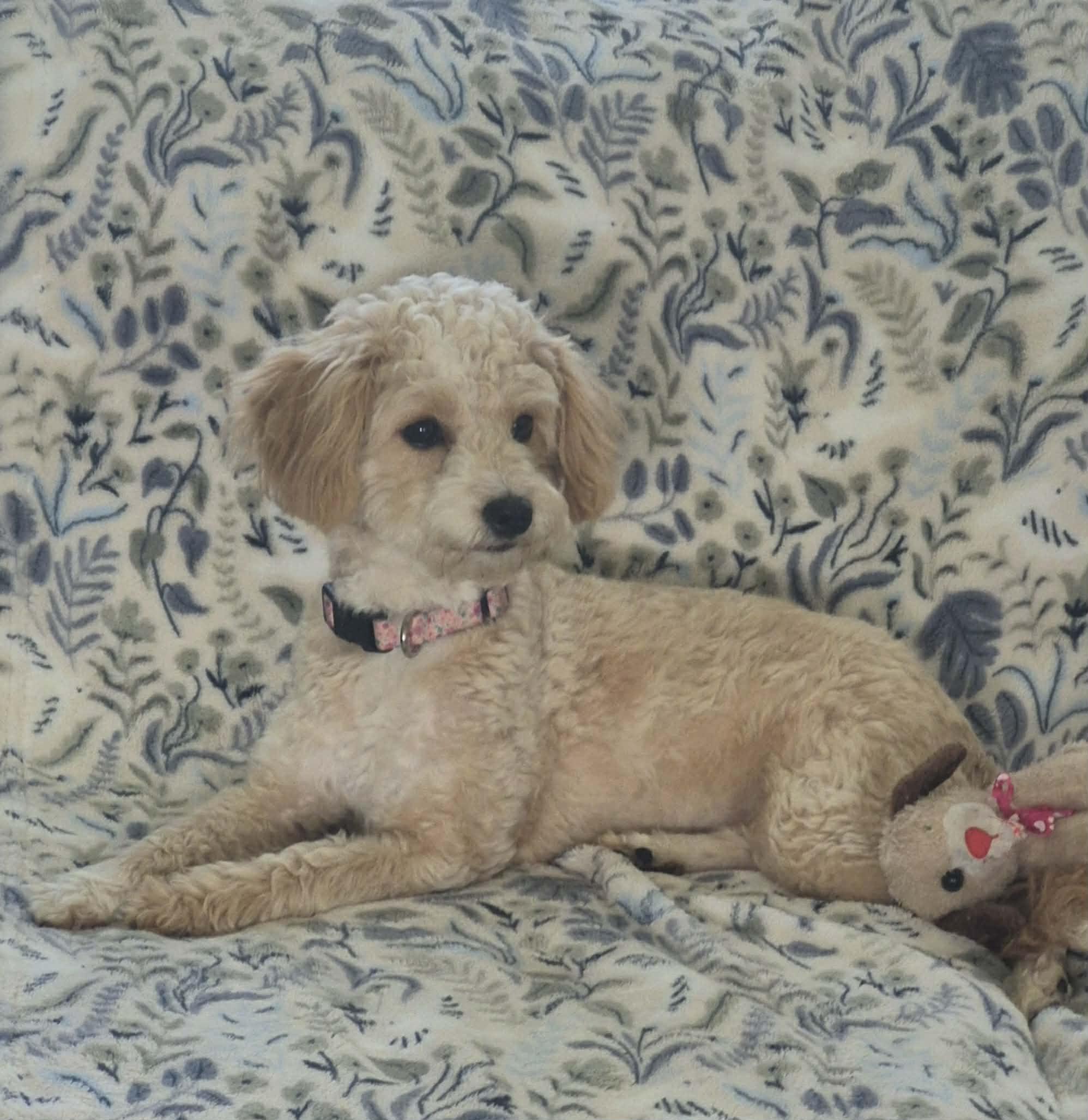 Belle, adopted, Puppy Female Poodle.